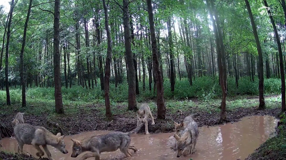 Ekologové ukázali letos narozená vlčata. Potomky má opět i trojnohá vlčice